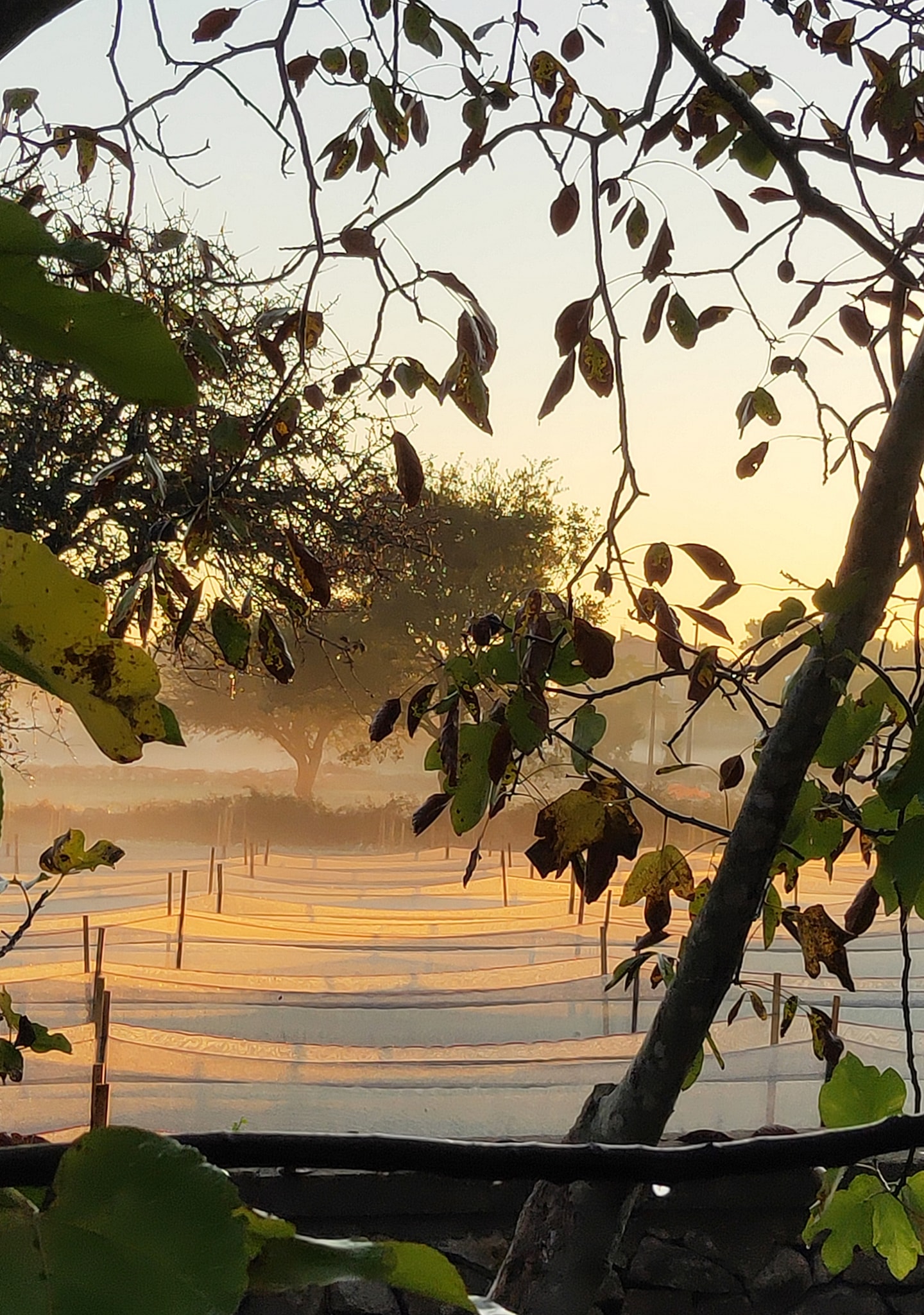 Lumache%20di%20Sicilia