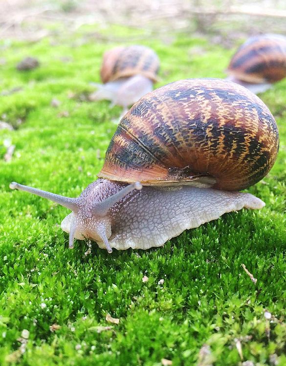 Lumache%20di%20Sicilia