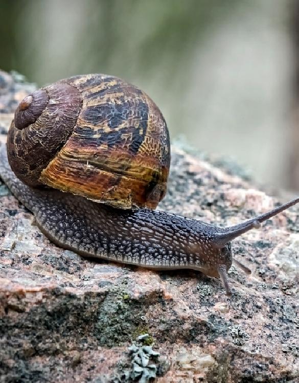 Lumache%20di%20Sicilia