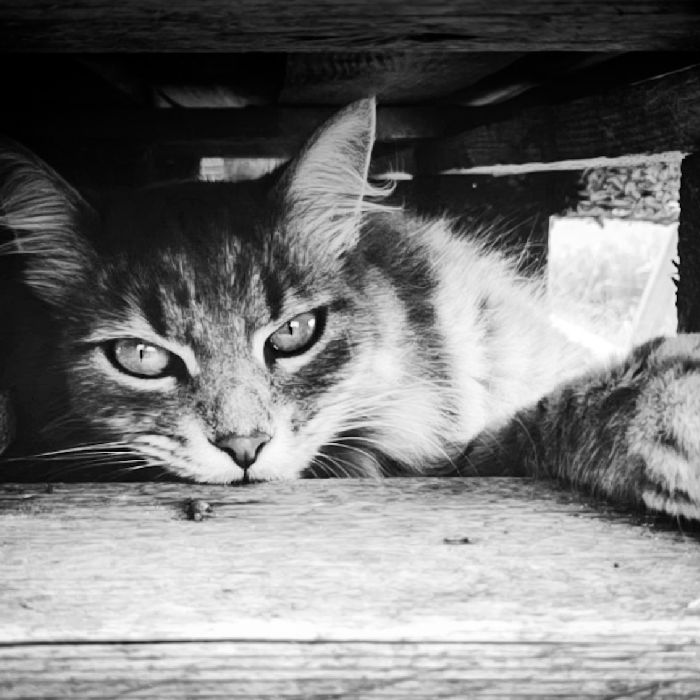 Lumache%20di%20Sicilia