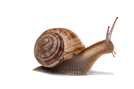 snail-bottom
