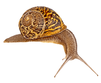 snail-top-left